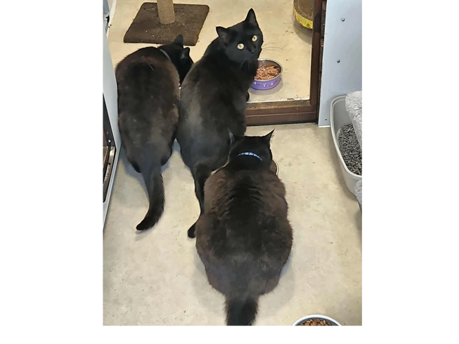 Storm , Pluto & Zorro