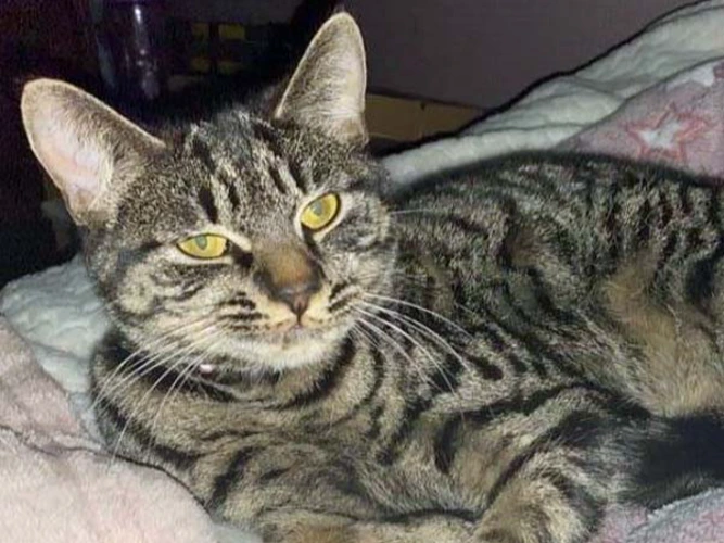 Willow