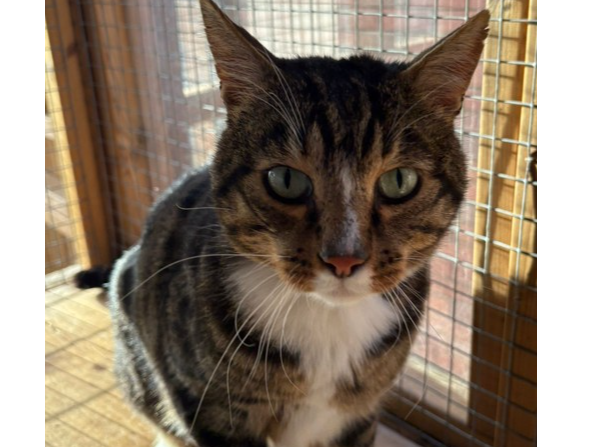 Keith — Domestic Cat