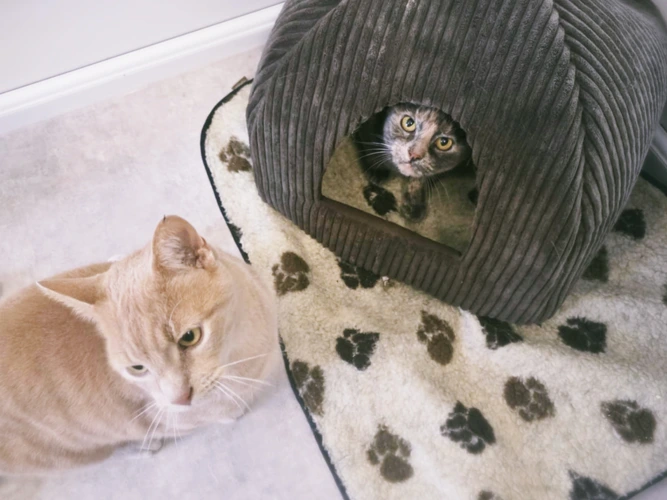 Clive & Pepper