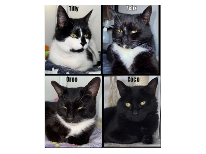 Tilly, Felix, Oreo, Coco