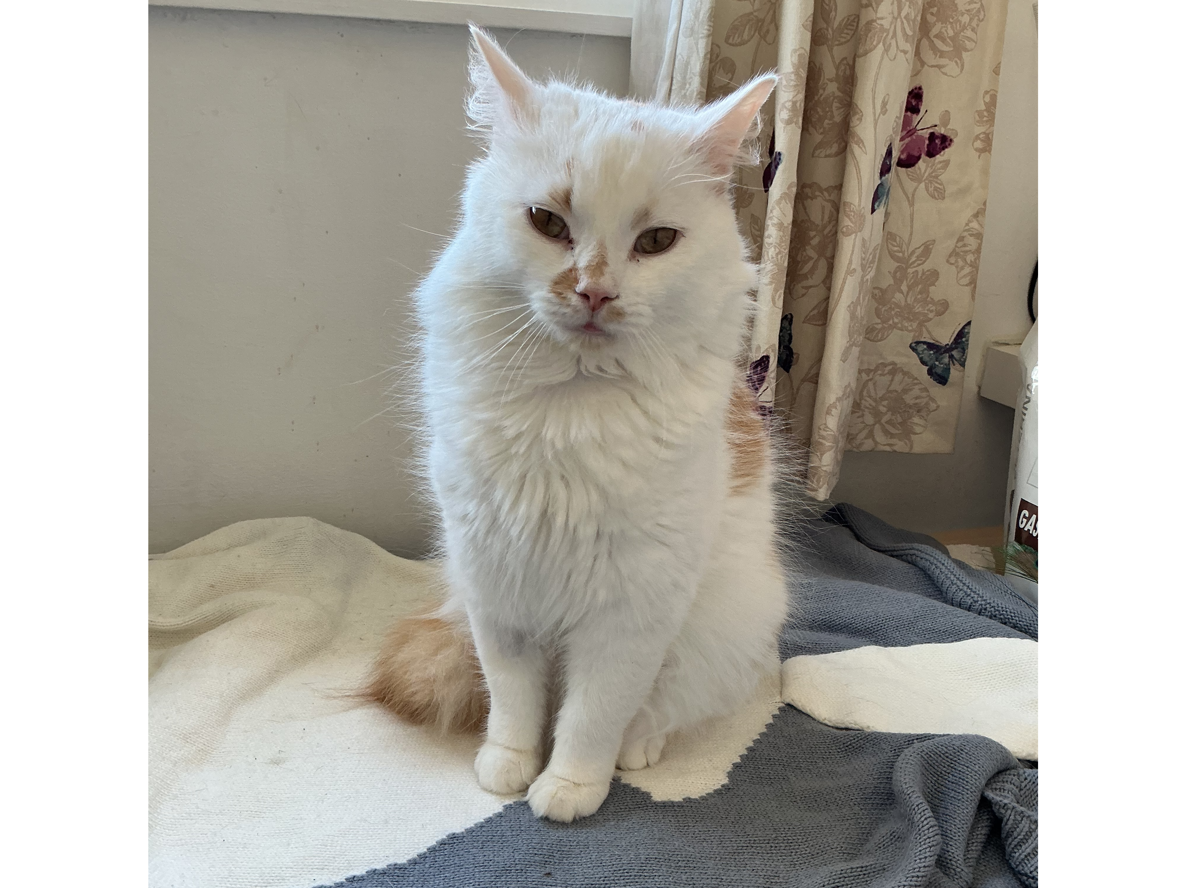 Star — Domestic Cat