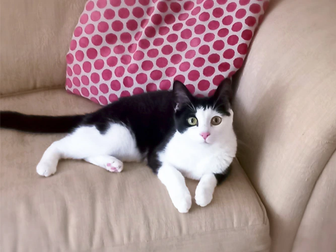 Mittens