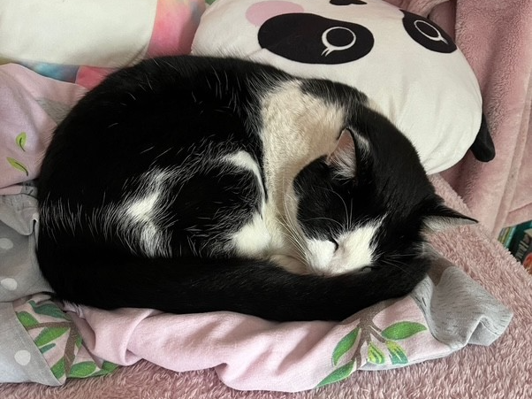 Barney — Domestic Cat