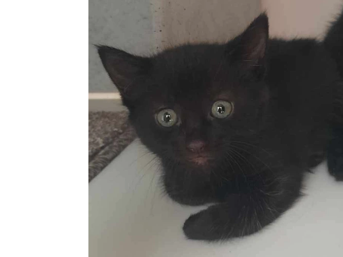1 black kitten