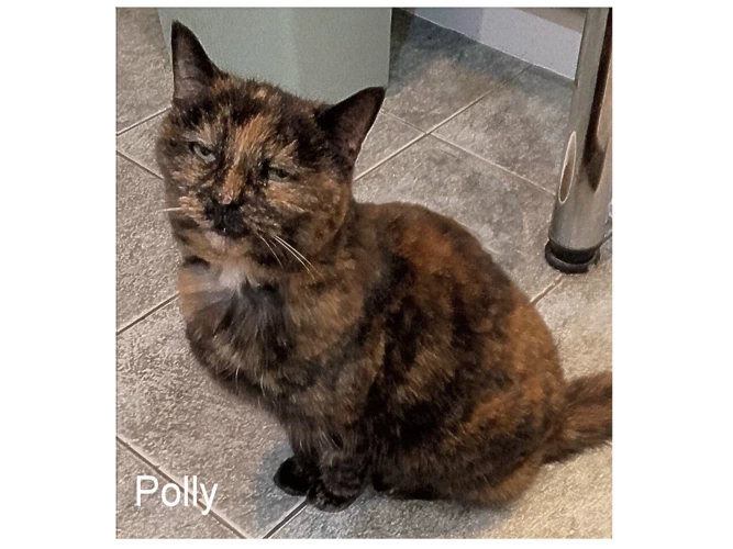 POLLY
