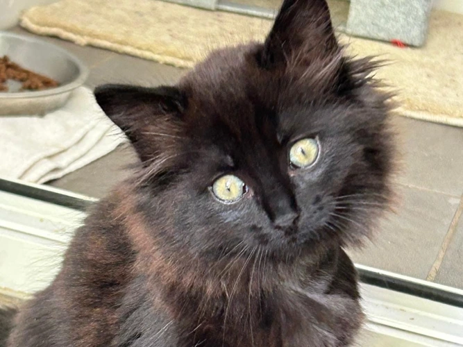 Cats Protection Telford Branch