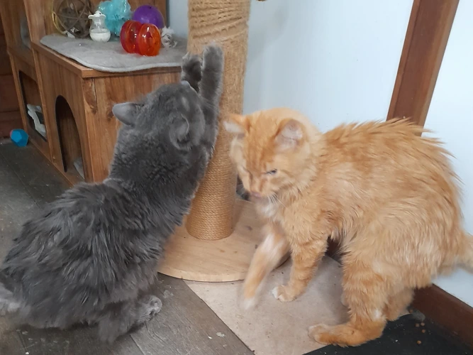 Rupert & Lucifer