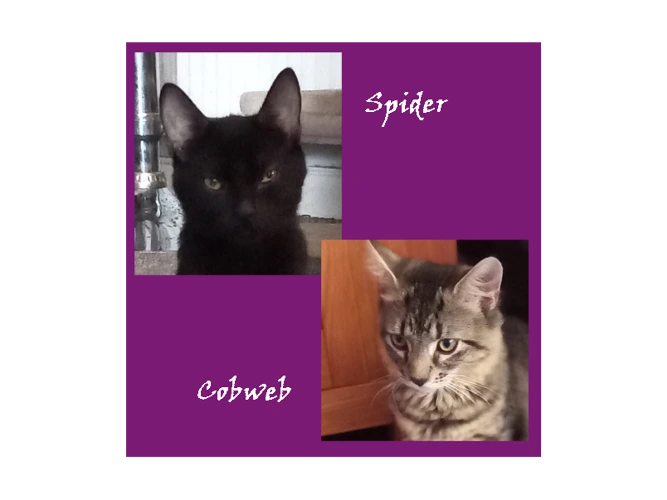 Spider and Cobweb