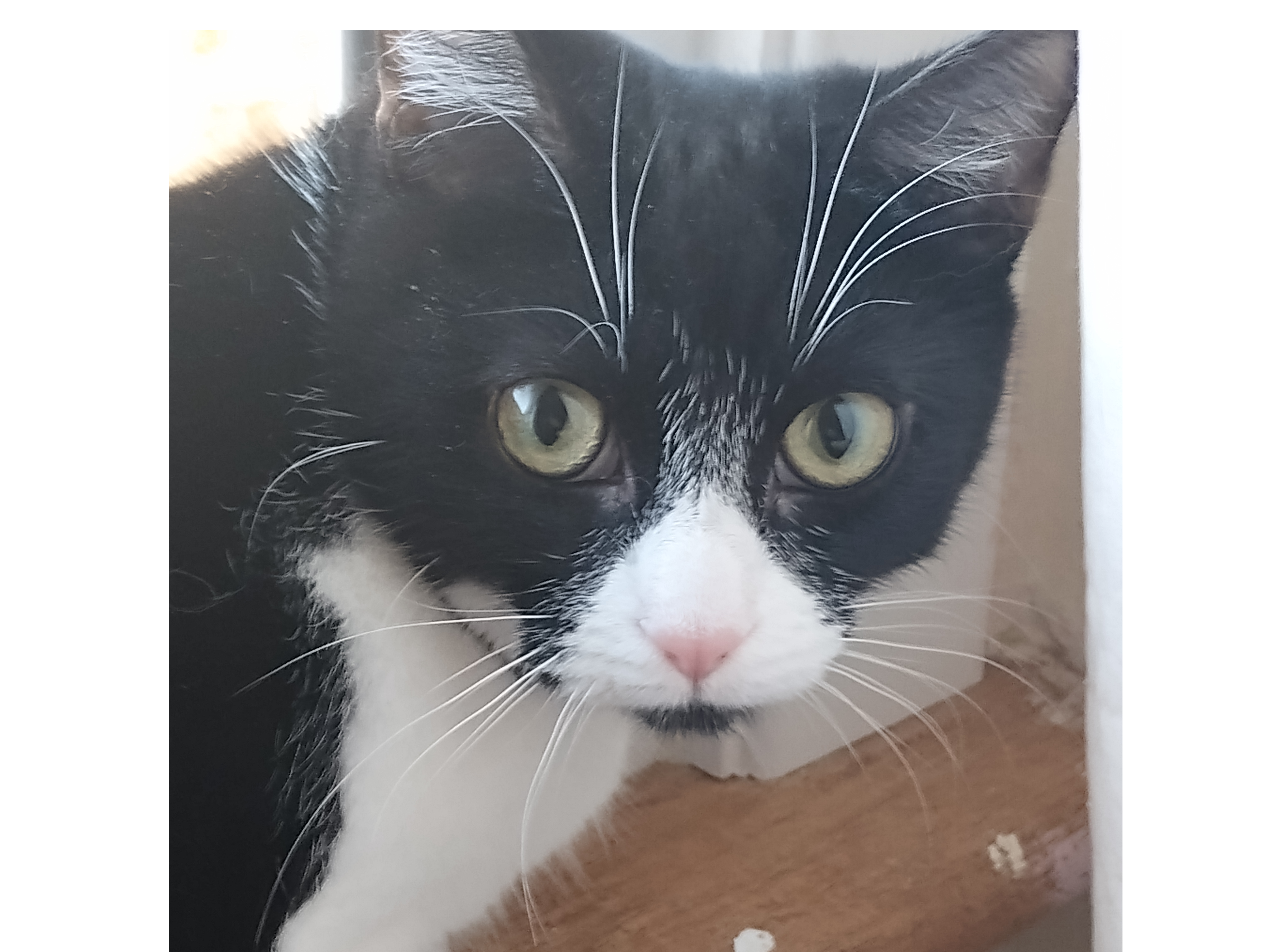 The Munchkins — Domestic Cat