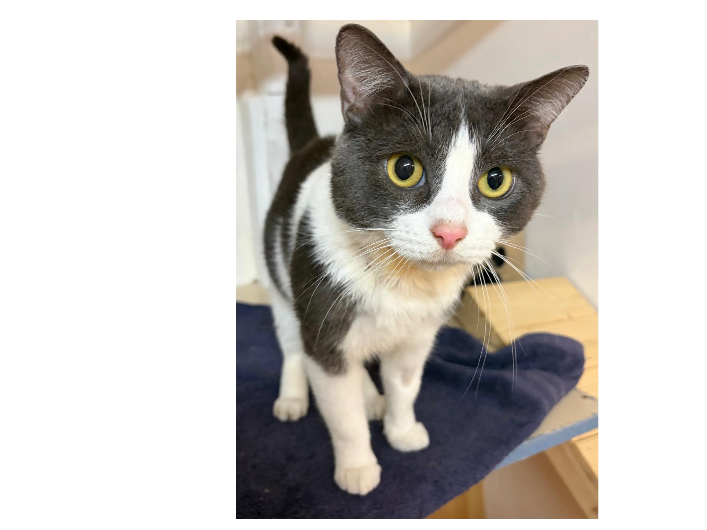 Panda — Domestic Cat