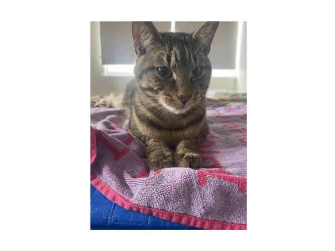 Snuggles