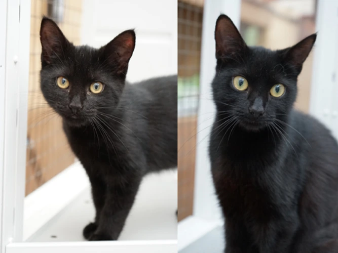 Dobbie (Left) and Pocus (Right)