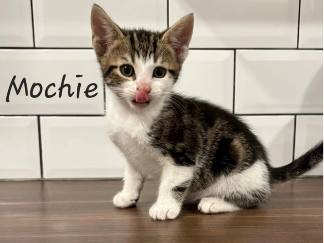 Mochi (M)/Mocha (M)/Mango (F)