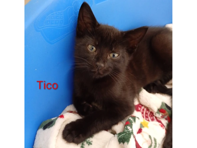 TICO