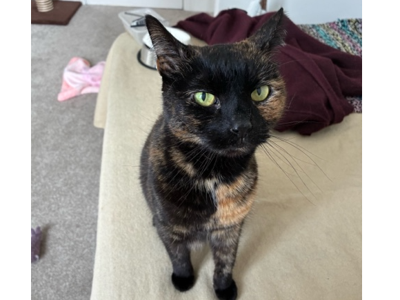 Mia — Domestic Cat