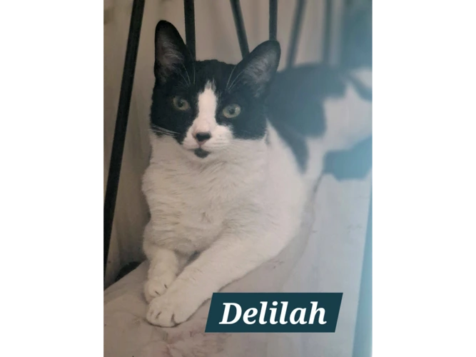 DELILAH
