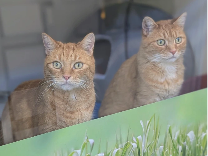 Custard and Tigger