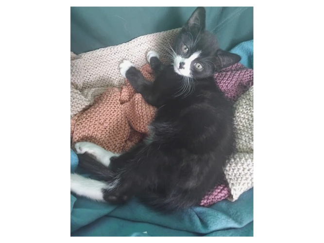 Ernie