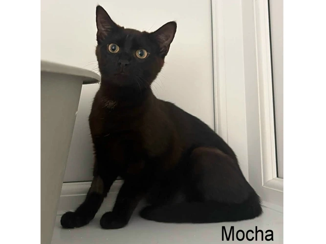 MOCHA