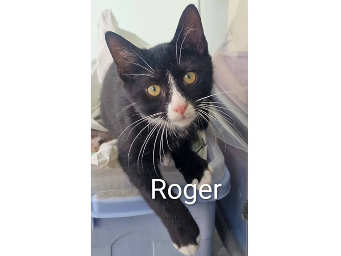 ROGER