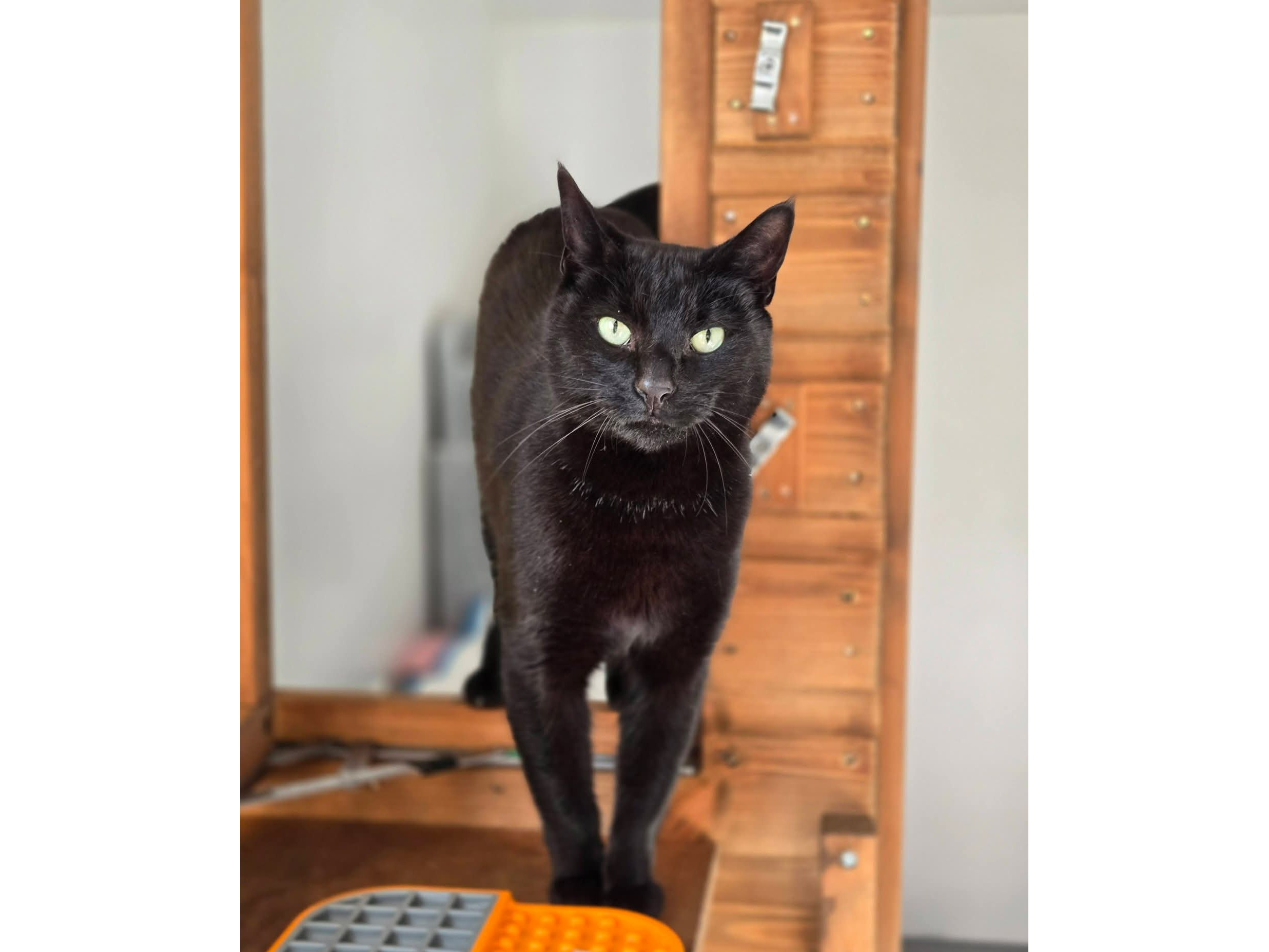 Merlin and Mabel — Domestic Cat