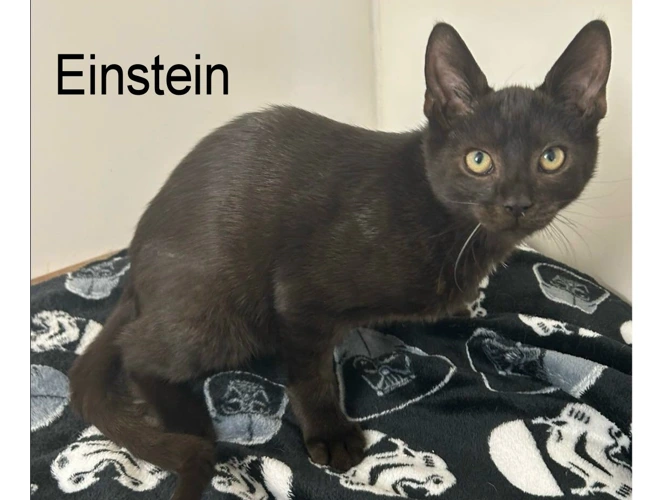 EINSTEIN