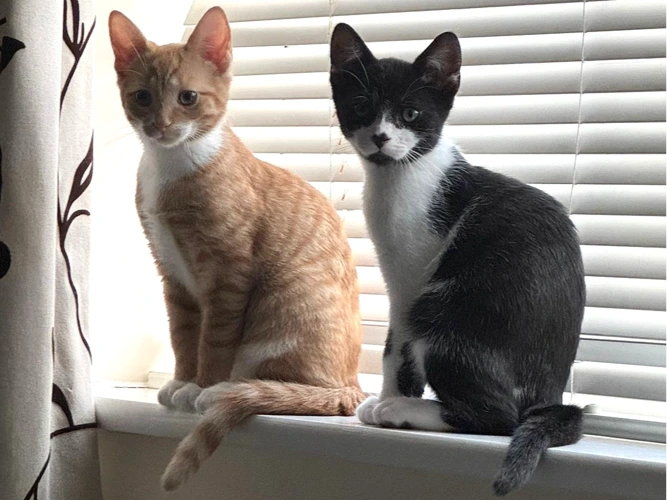 Achilles and Hector