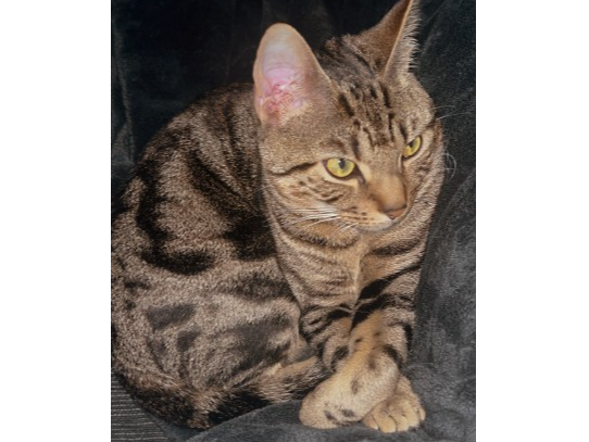 Simba — Domestic Cat