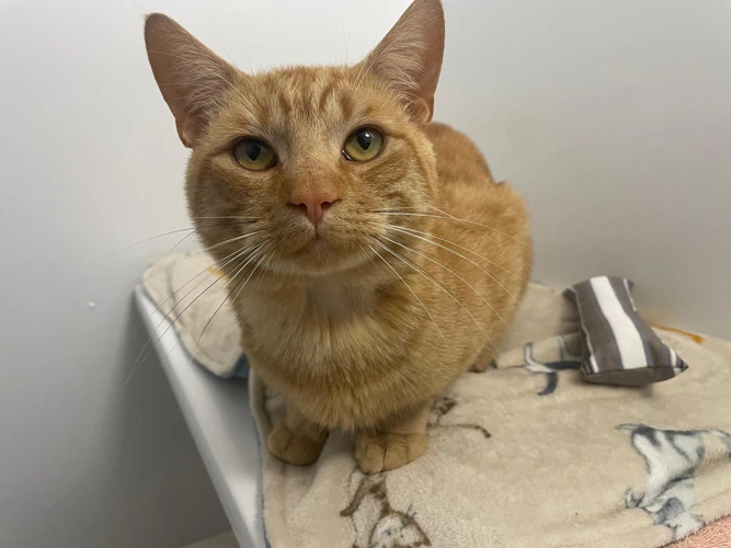 Marmalade