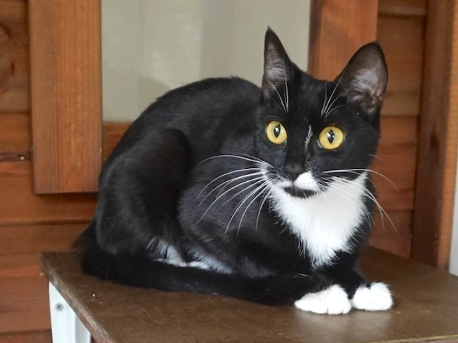 NALA