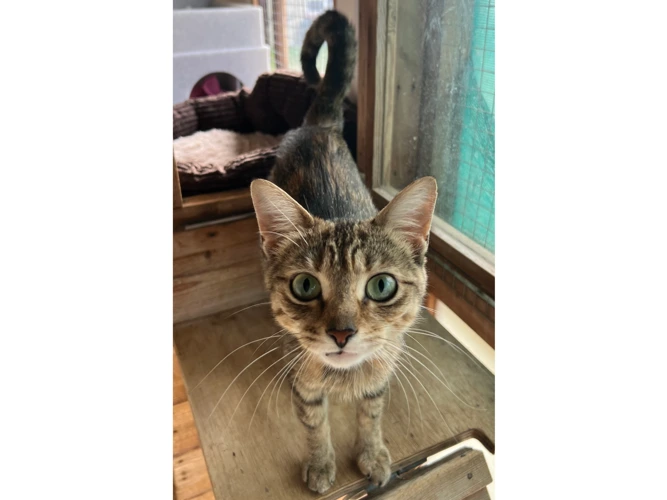 Suki