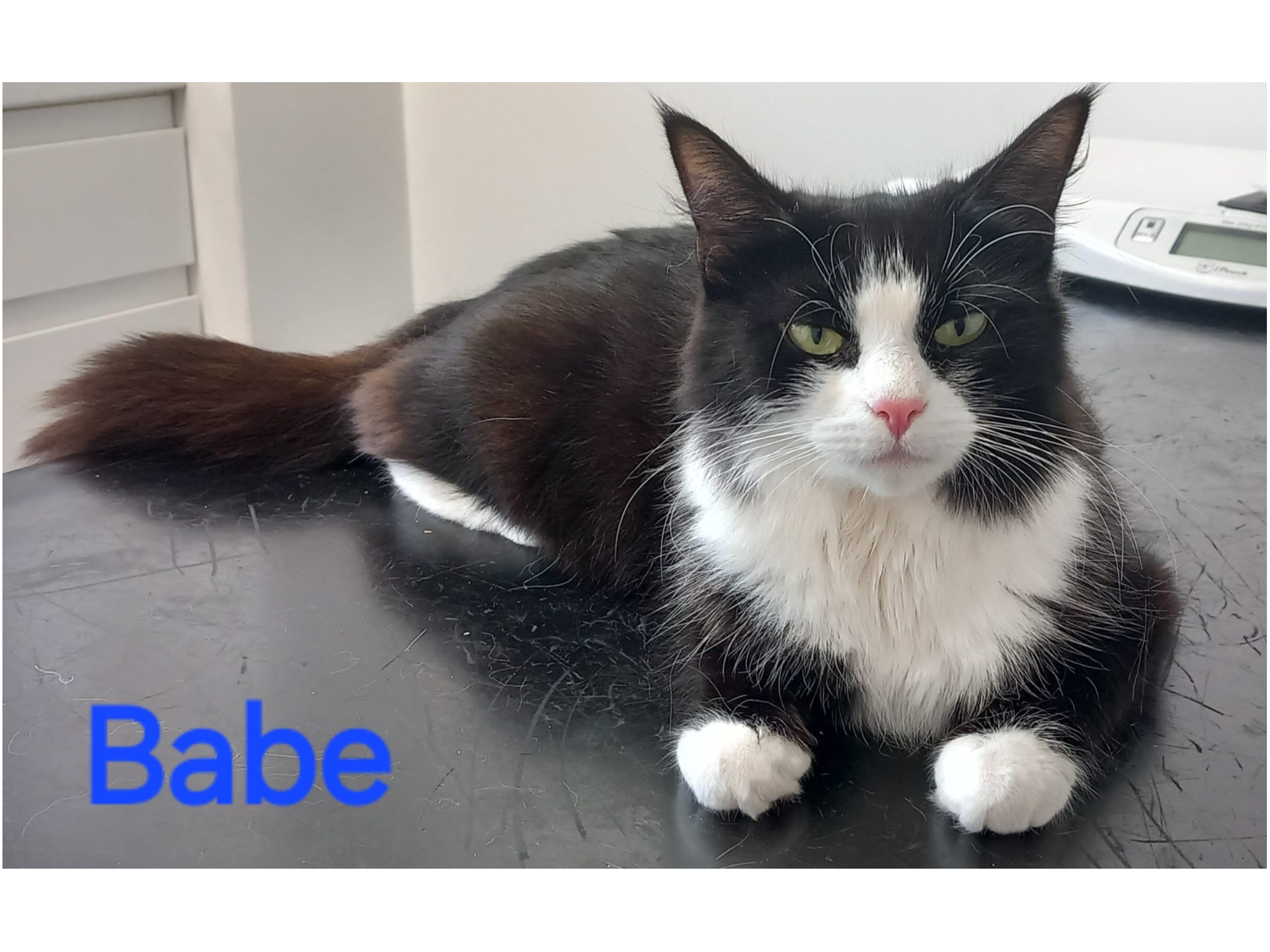 Babe — Domestic Cat