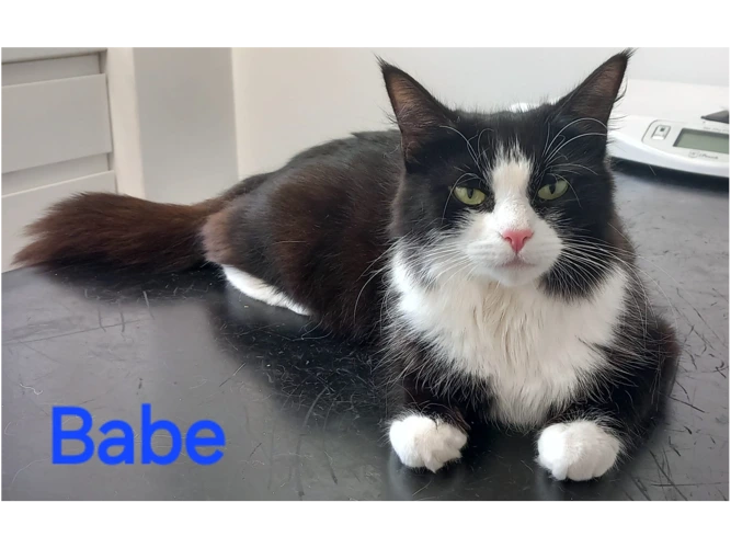 Babe