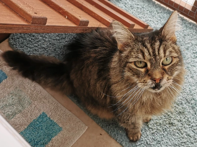 Bootsy