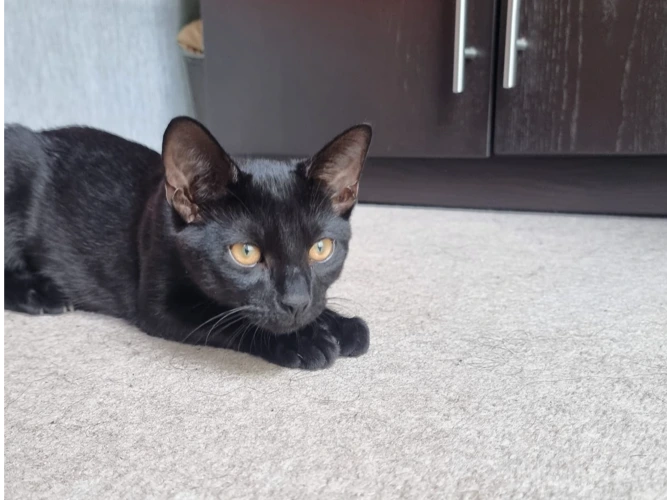 Marmite (Marmite and Cosmo)