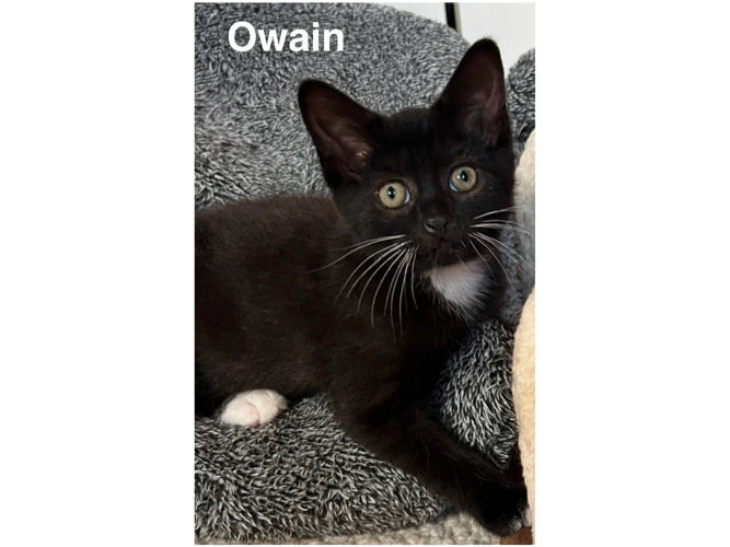 OWAIN