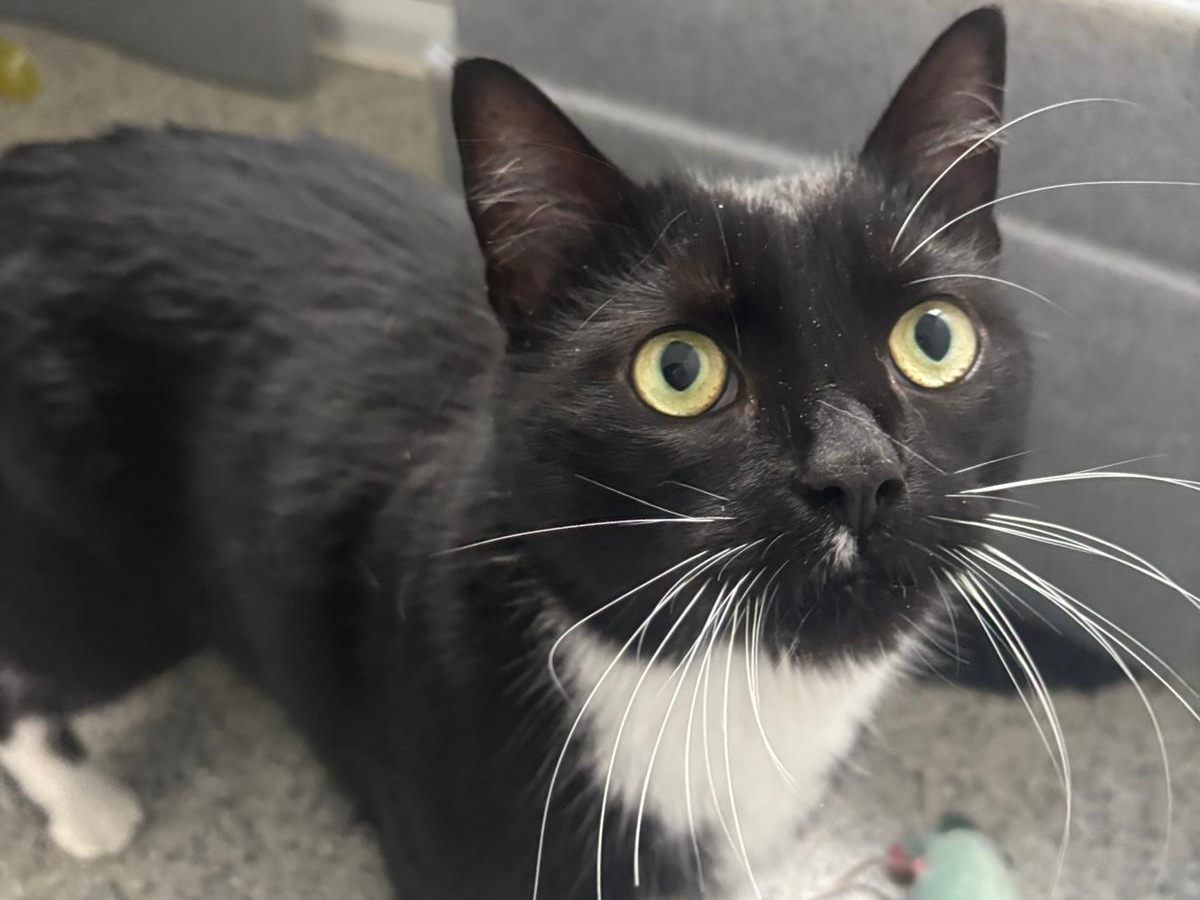 Thyme — Domestic Cat