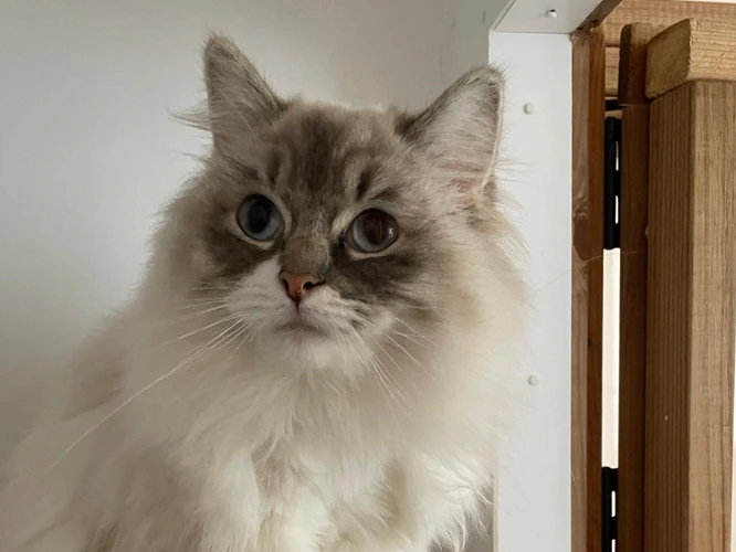 Mimi