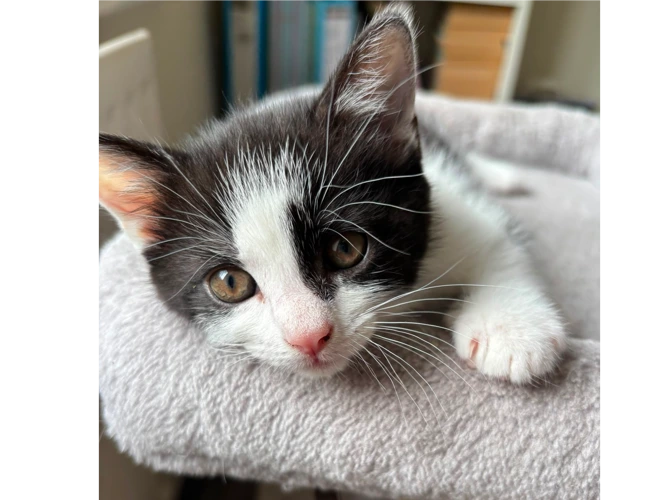 Milo