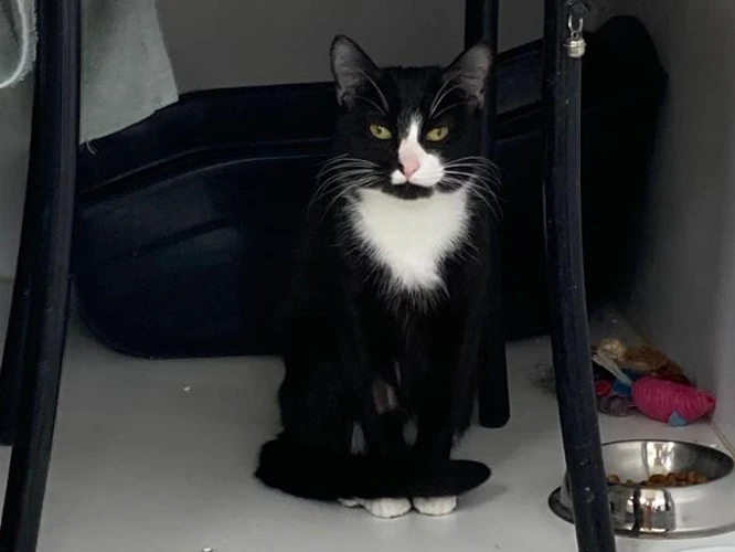 3-year-old Tinkerbelle