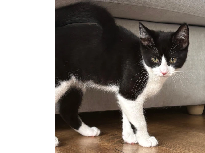 Felix & Oreo