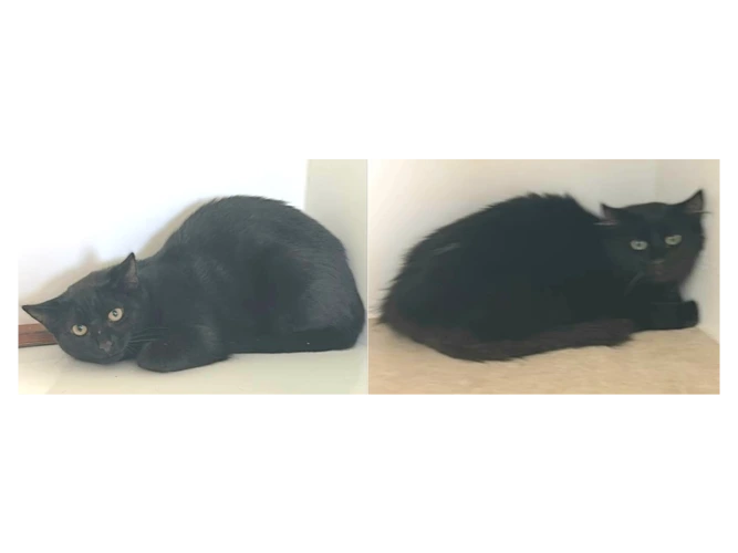 LUDVIG & LENNY