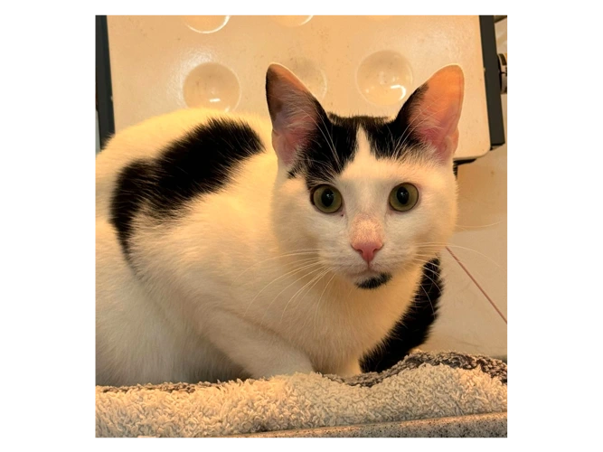 Sebastian