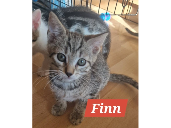 FINN