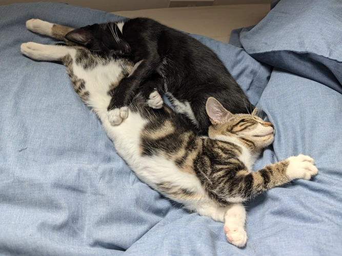 Kittens Evan and Elliot