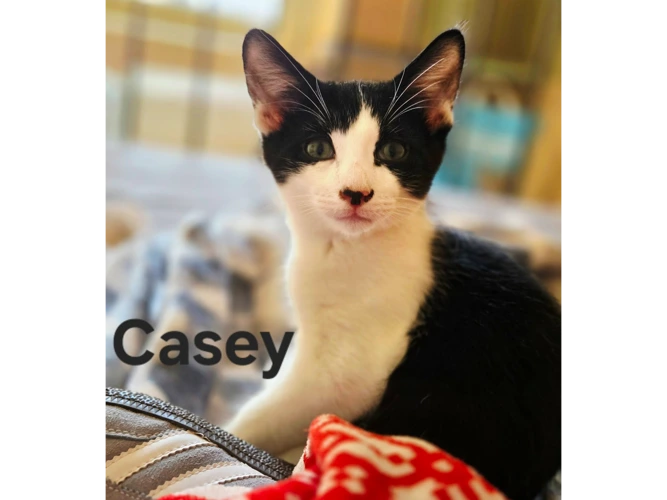 CASEY