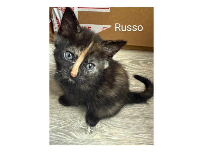 Russo