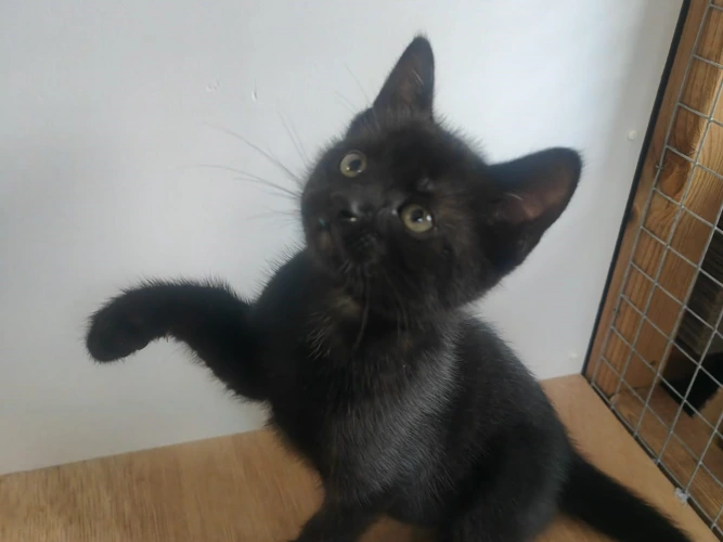 Astro
