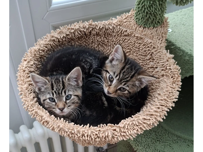 Tilly and Tammy